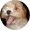 Tony van Schie profile picture